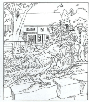 A coloring page of nature in the backyard